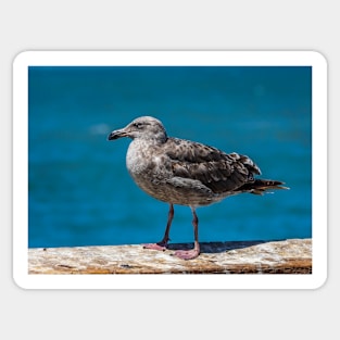 California Gull Hanging Out on the Pier Sticker